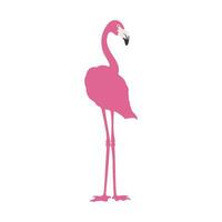 A pink flamingo bird vector