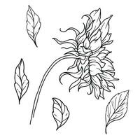 Sunflowers Line Art, Fine Line Sunflower Bouquets Hand Drawn Illustration. Coloring Page with SunFlowers. vector