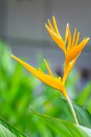 bird of paradise flower, heliconia flower photo