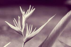 Clásico pájaro de paraíso flor, heliconia flor foto