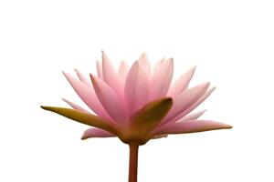 un rosado loto flor es mostrado en un blanco antecedentes foto