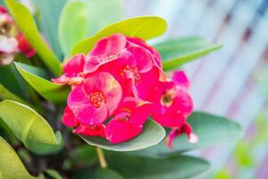 Red Crown of thorns flowers Euphorbia milli Desmoul photo