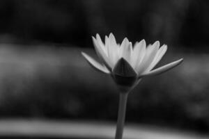 cerca arriba de loto flor lirio de agua foto