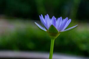 Close up of lotus flower waterlily photo