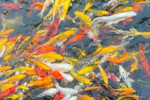 Colorful Koi fish swiming photo