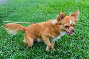 Longhair chihuahua lying in grass photo