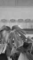 Monstera plant, aesthetic photo of a plant, a plant growing in the house, gardening, plant growing. Monstera leaf on the background of beautiful glass jars. Black and white photo