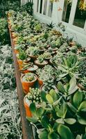 Succulents in pots, Summer Garden, Cactus on Wooden table. Cute plants in clay pot photo