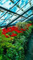 Frame flowers in a greenhouse, garden flowers are beautiful, high quality photos