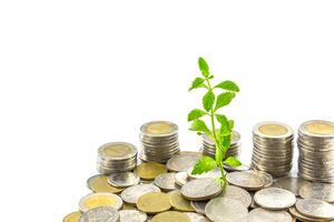 trees growing on coins photo