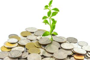 trees growing on coins photo