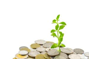 trees growing on coins photo