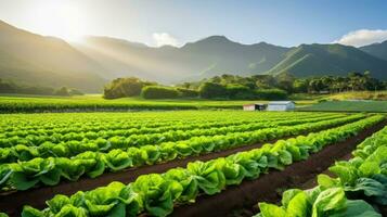 agrícola industria. creciente ensalada lechuga en campo. generativo ai. foto