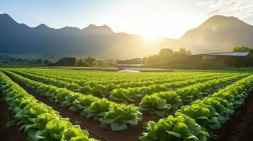 Agricultural industry. Growing salad lettuce on field. Generative Ai. photo