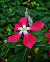 Blooming flower in the garden photo