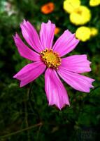 Blooming flower in the garden photo