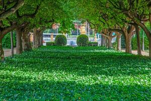 Impression from a well maintained garden with precisely cut bushes in summer photo