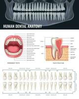 humano dientes realista vector