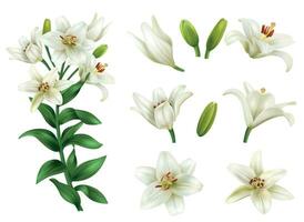 Realistic Lily Flower Set vector