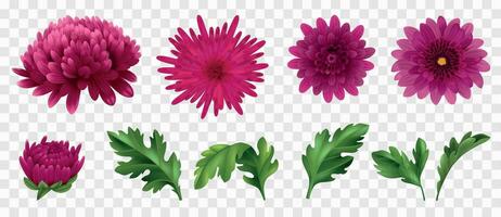 Realistic Chrysanthemum Set vector