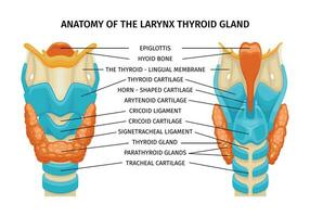 Thyroid Trachea Anatomy Composition vector