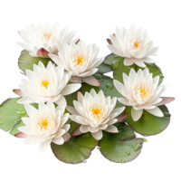 Water lilies isolated on transparent background, created with generative AI png