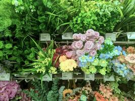 Kuaro Kalimantan Timur, Indonesia 12 August 2023. plants and flowers in the store for background photo