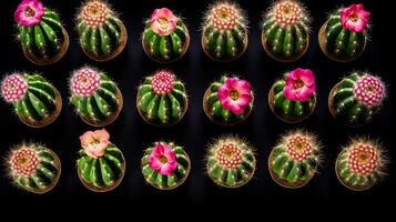 Cactus Flower flower pattern background. Flower background texture. Generative AI photo