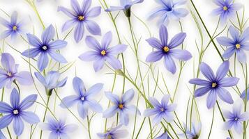 Blue Eyed Grass flower pattern background. Flower background texture. Generative AI photo