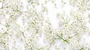 Baby's Breath flower pattern background. Flower background texture photo