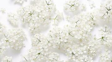 Baby's Breath flower pattern background. Flower background texture photo