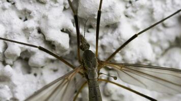Insect family Tipulidae   Crane fly, or Mosquito hawks or daddy longlegs. Close up insect, macro video