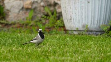 Wagtail bird looking for an insect, close up. Birds and insects, summer video