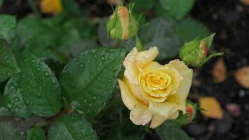 jardín hermosa amarillo Rosa arbusto después lluvia, parte superior vista. verano o otoño concepto video