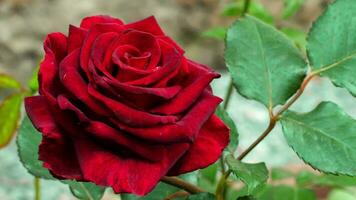 Beautiful red rose blooms in the garden. The season of flowering roses. Red Rose video