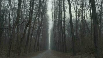 ein lange Straße im das Mitte von ein kalt Wald video
