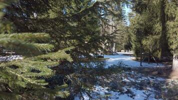 un' Visualizza di un' nevoso foresta con alberi e neve video