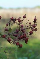 Beautiful Grapevines Fruit Picture Natural Scene photo