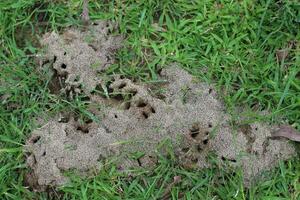 Ant Holes On Grass Beautiful Scene photo