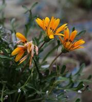 Beautiful Orange Color Flower Closeup View photo