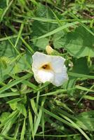 Beautiful Vegetables Garden Flower Closeup Photo