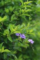 Great Blue Lobelia Flower Photo