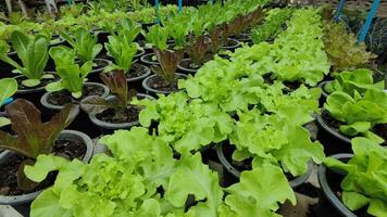 Haut vue de laitue, cos laitue, rouge chêne, vert chêne dans biologique des pots dans une pesticide gratuit serre. Naturel biologique des légumes et cultures grandir dans intelligent fermes. concept de en bonne santé nourriture pour végétariens. video