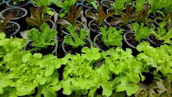 topp se av sallad, cos sallad, röd ek, grön ek i organisk kastruller i en pesticid fri växthus. naturlig organisk grönsaker och gröda växa i smart gårdar. begrepp av friska mat för vegetarianer. video