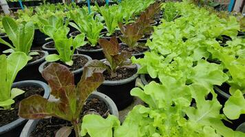 Haut vue de laitue, cos laitue, rouge chêne, vert chêne dans biologique des pots dans une pesticide gratuit serre. Naturel biologique des légumes et cultures grandir dans intelligent fermes. concept de en bonne santé nourriture pour végétariens. video