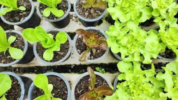 Haut vue de laitue, cos laitue, rouge chêne, vert chêne dans biologique des pots dans une pesticide gratuit serre. Naturel biologique des légumes et cultures grandir dans intelligent fermes. concept de en bonne santé nourriture pour végétariens. video