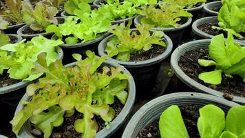 oben Aussicht von Kopfsalat, cos Kopfsalat, rot Eiche, Grün Eiche im organisch Töpfe im ein Pestizid kostenlos Gewächshaus. natürlich organisch Gemüse und Pflanzen wachsen im Clever Bauernhöfe. Konzept von gesund Essen zum Vegetarier. video