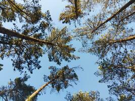 Trees in the forest, bottom view, with thin trunks and green foliage, tree tops against the sky. photo