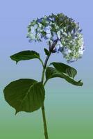 The gentle curve of a Hydrangea photo