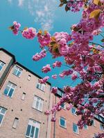 Sakura in backyard photo